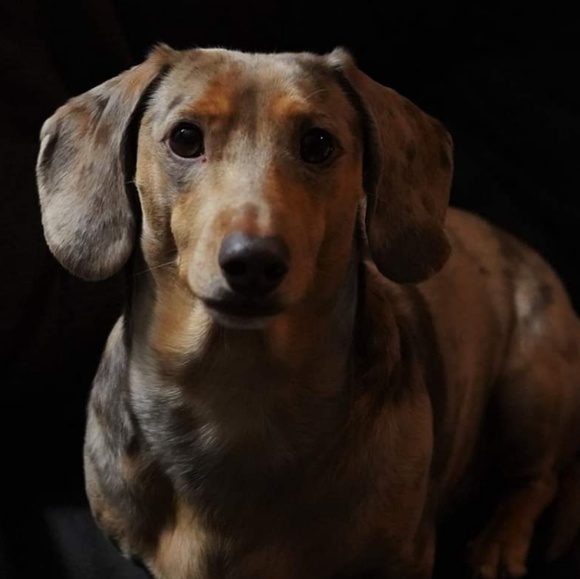 Meet your Posher, Stacy - Picture 4 of 4